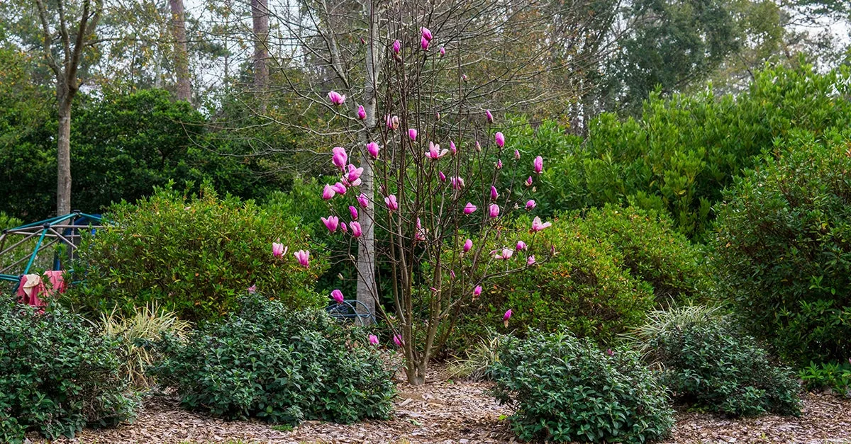 Ann Magnolia Tree