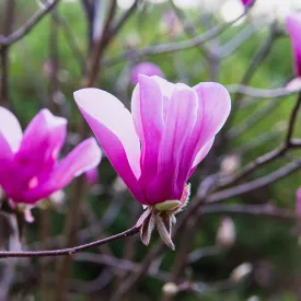 Ann Magnolia Tree