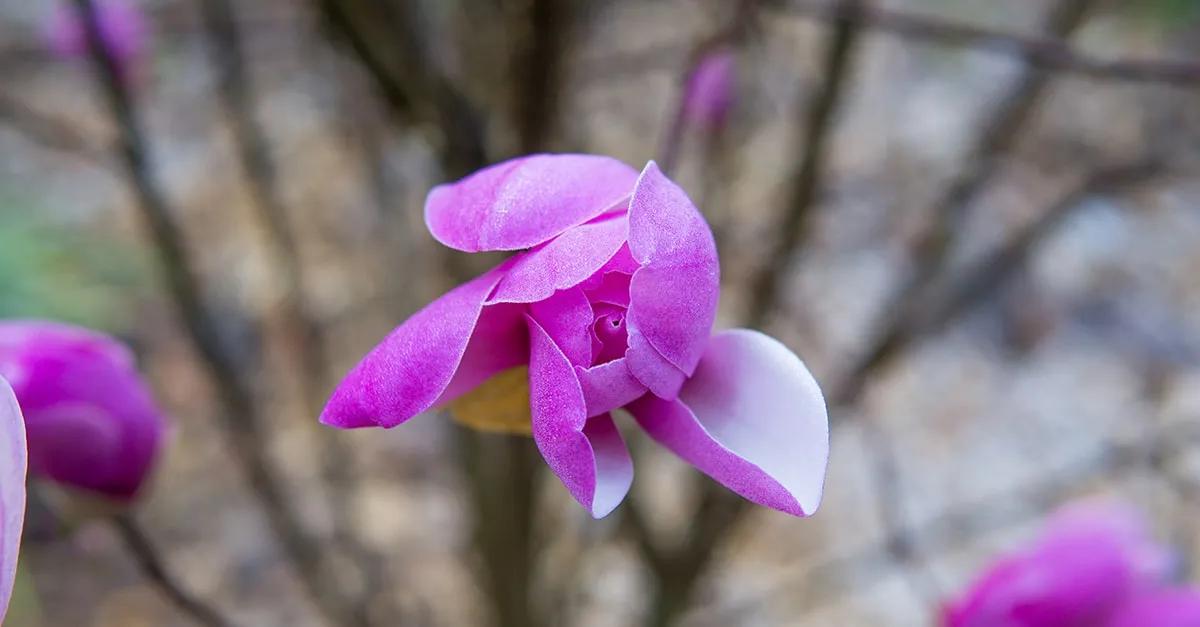 Ann Magnolia Tree