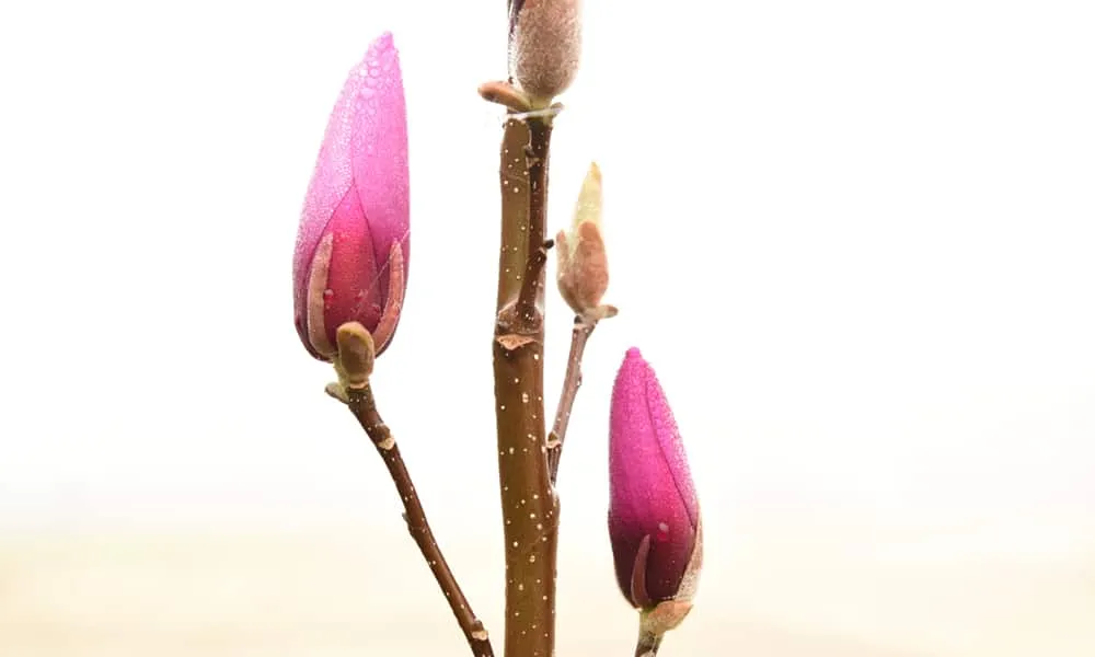 Ann Magnolia Tree