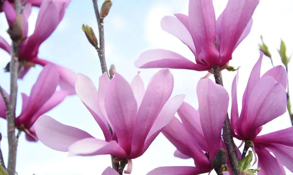 Ann Magnolia Tree