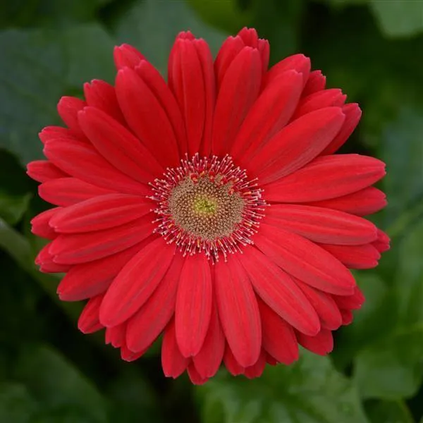 Gerbera ColorBloom Deep Rose Light Eye Flower Seeds