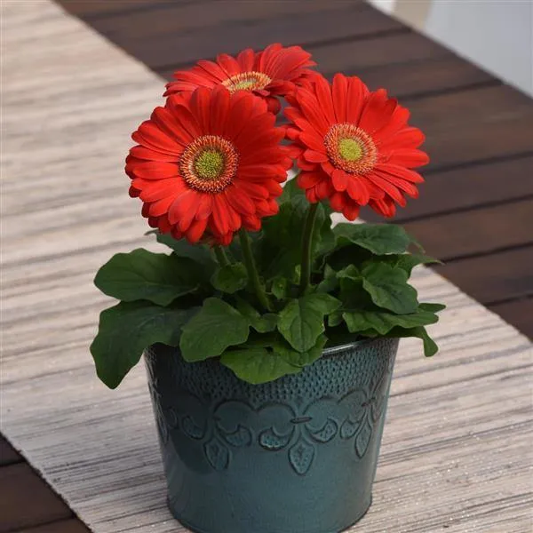 Gerbera ColorBloom Deep Rose Light Eye Flower Seeds