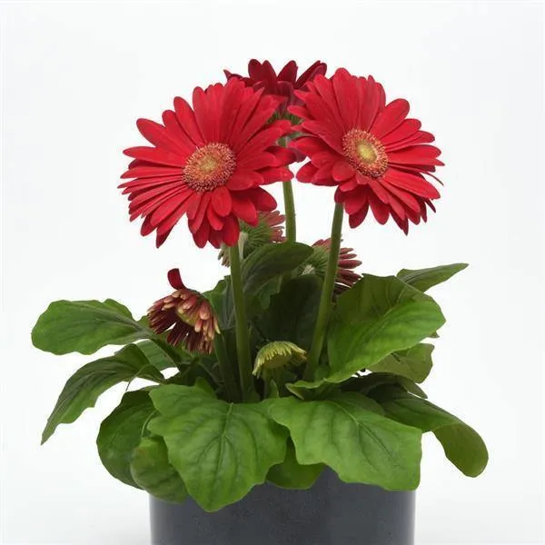 Gerbera ColorBloom Deep Rose Light Eye Flower Seeds