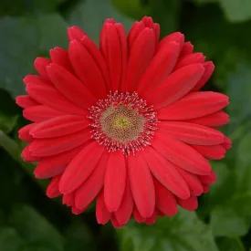 Gerbera ColorBloom Deep Rose Light Eye Flower Seeds