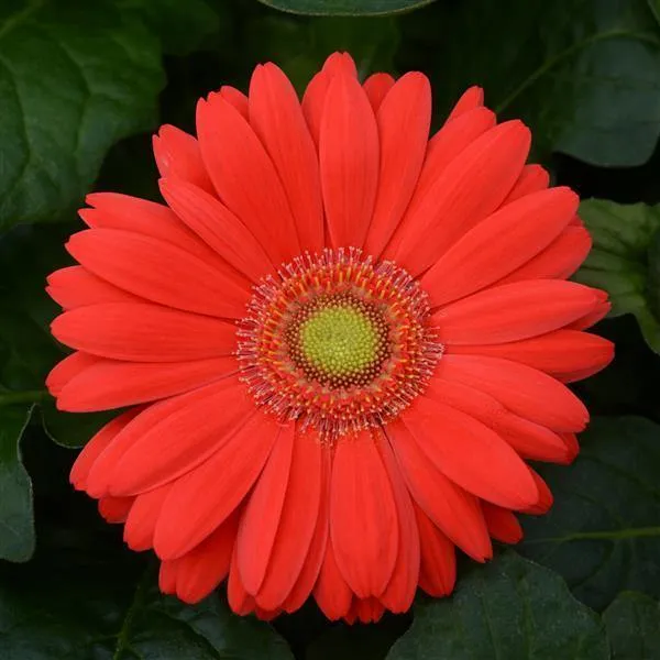 Gerbera ColorBloom Deep Rose Light Eye Flower Seeds