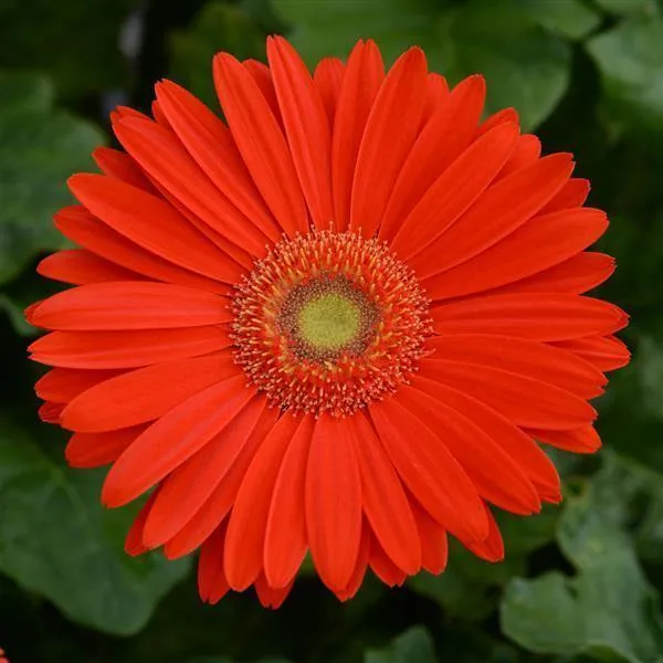 Gerbera Mega Revolution Bright Orange Light Eye Flower Seeds