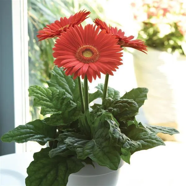 Gerbera Mega Revolution Bright Orange Light Eye Flower Seeds