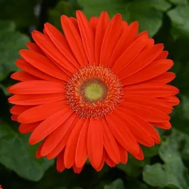 Gerbera Mega Revolution Bright Orange Light Eye Flower Seeds