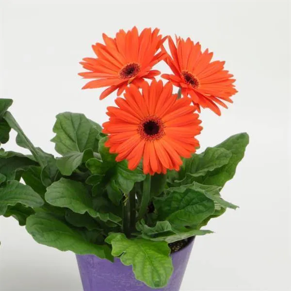 Gerbera Mega Revolution Orange Dark Eye Flower Seeds