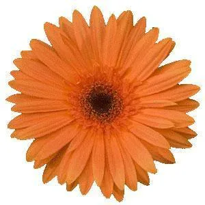 Gerbera Mega Revolution Orange Dark Eye Flower Seeds