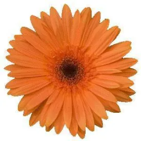 Gerbera Mega Revolution Orange Dark Eye Flower Seeds