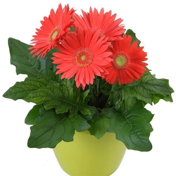 Gerbera Mega Revolution Watermelon Flower Seeds