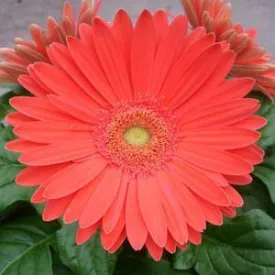 Gerbera Mega Revolution Watermelon Flower Seeds