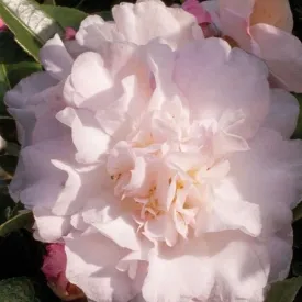 October Magic Dawn Camellia