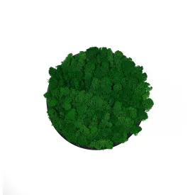 Preserved reindeer moss wall circular art panel MDF Black  - 30cm