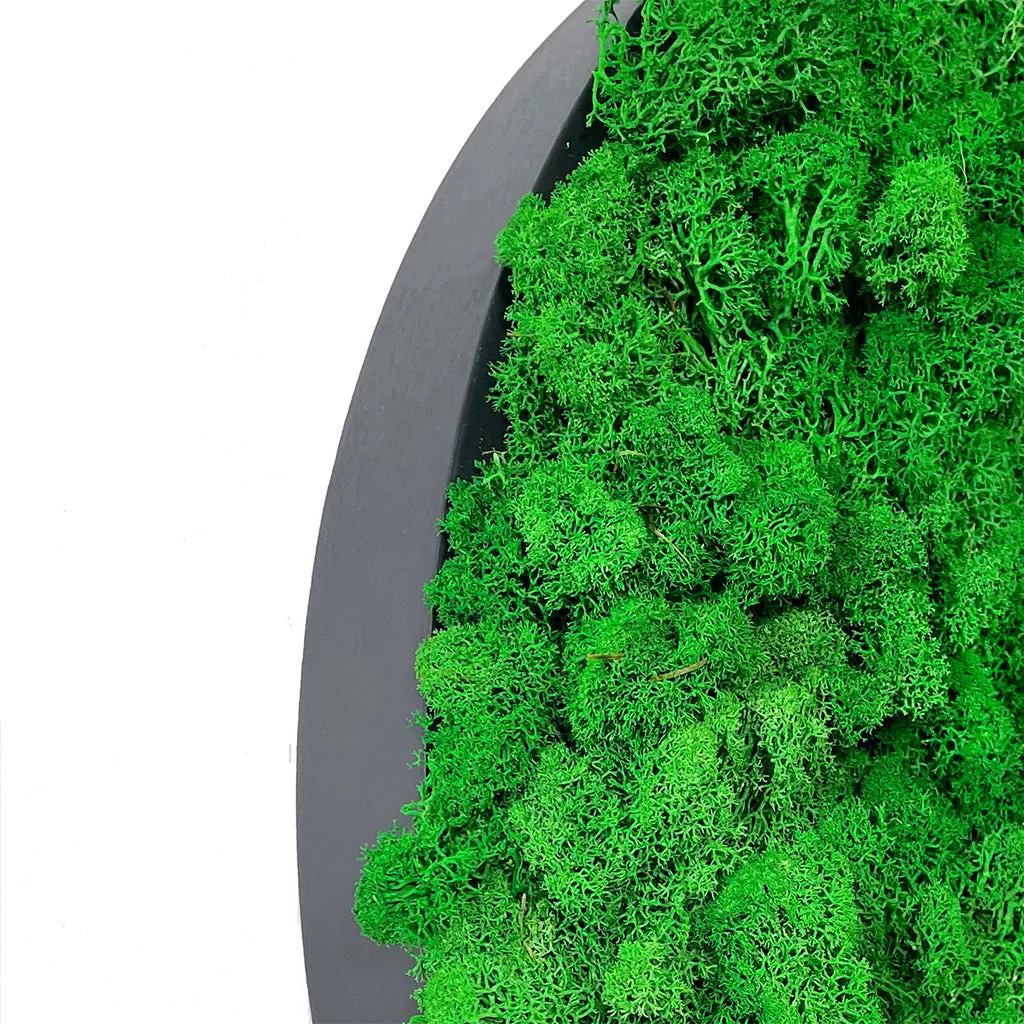 Preserved reindeer moss wall circular art panel MDF Black  - 50cm